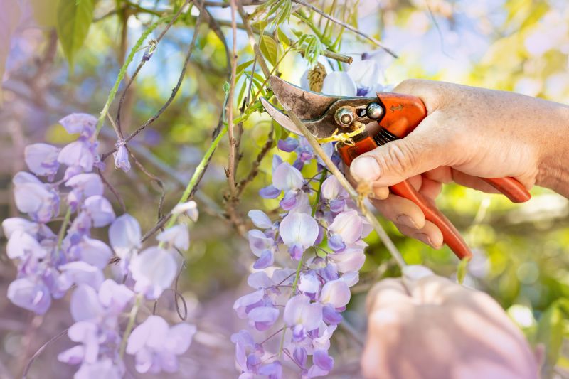 Azalea Pruning in Aiken, SC