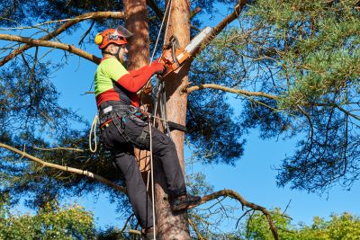 Commercial Tree Trimming in Denver, CO