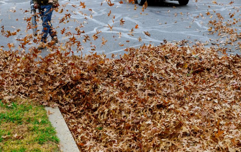 Professional Leaf Removal