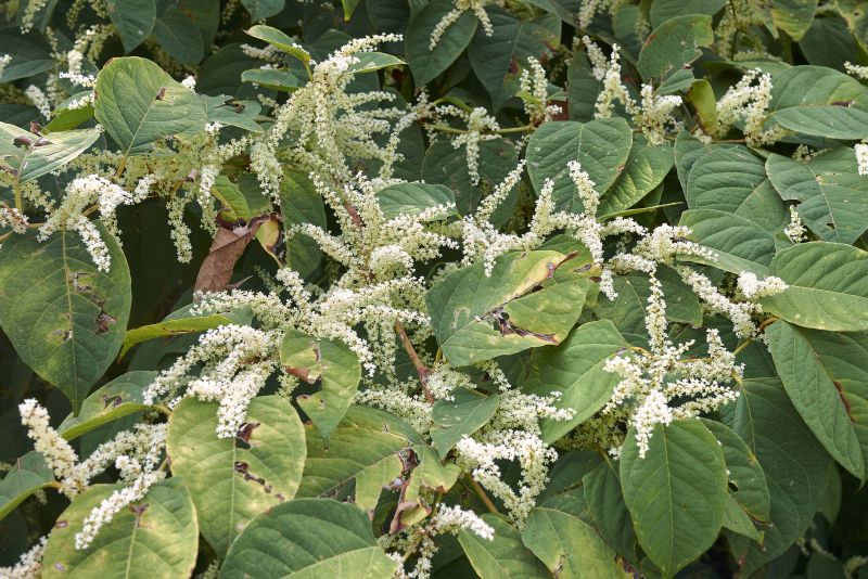 Landscape Contractors with Invasive Species Knowledge