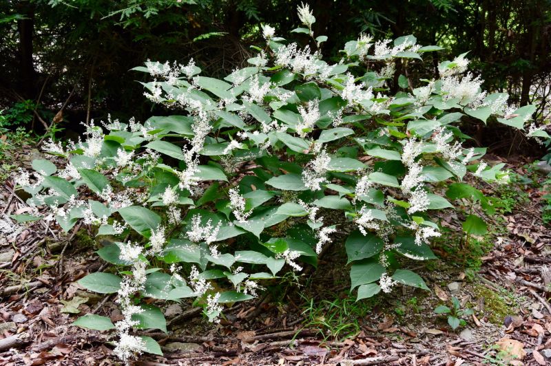 Shrub Trimming Service