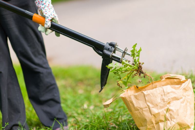 Local Knotweed Removal pros at work