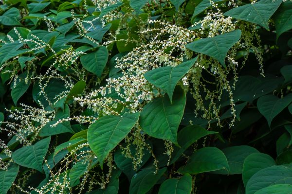 Invasive Plant Management
