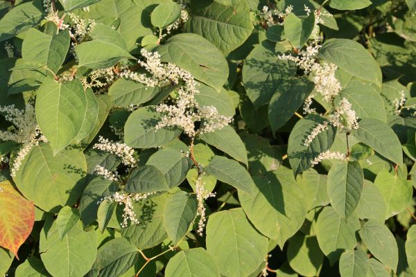 Invasive Knotweed Management